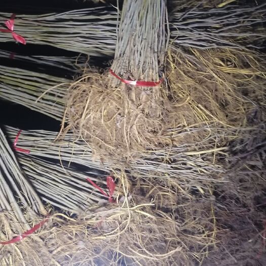 平邑县 桑树苗，自己家的苗，保成活
