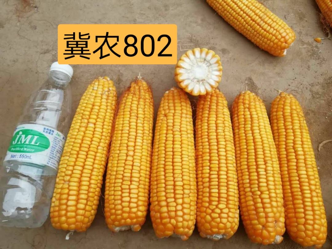 冀农1号玉米种子  冀农802 玉米种子