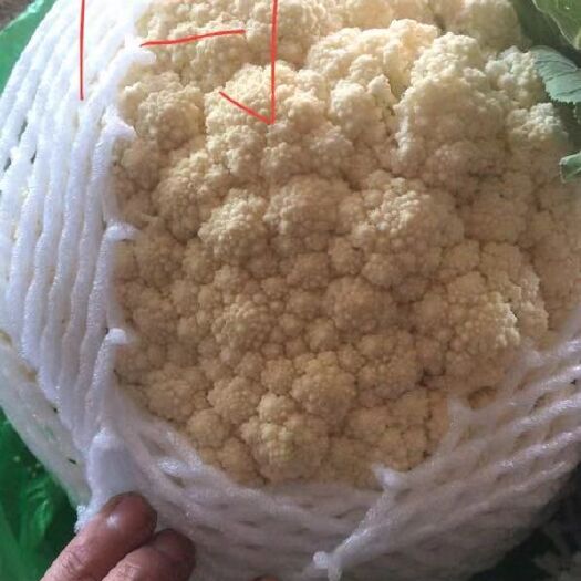 邯郸有机花菜 有机花 货源充足 有精品 有通货 欢迎老板快快下单
