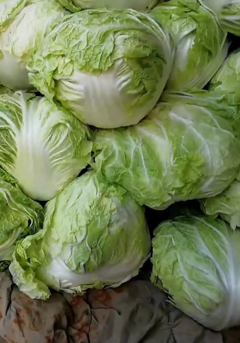 河南优质大白菜大量上市 ！新鲜发货！专业代办