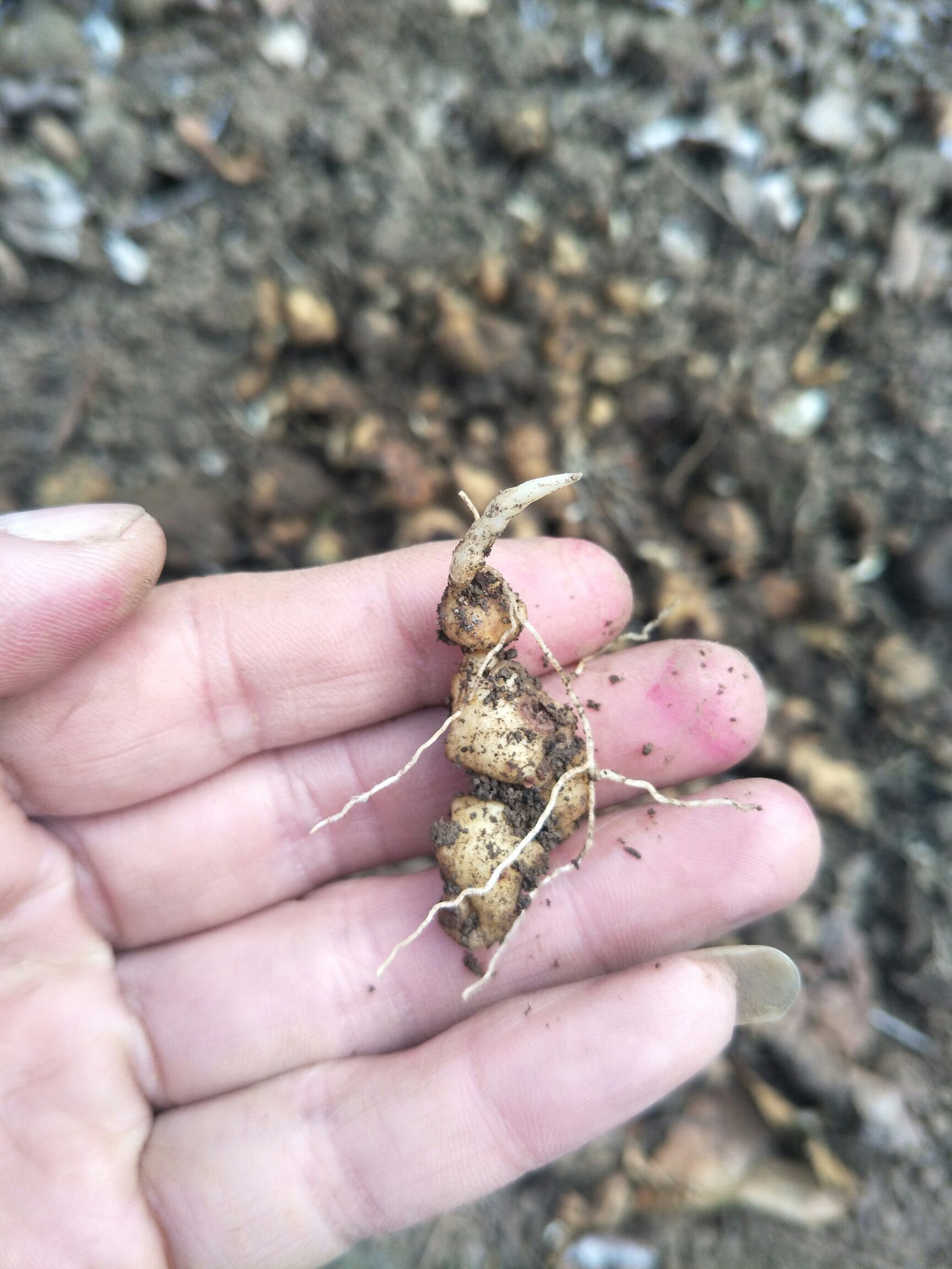 黄精种苗  滇黄精块根苗，鸡头红花黄精苗 5毛一颗 200颗