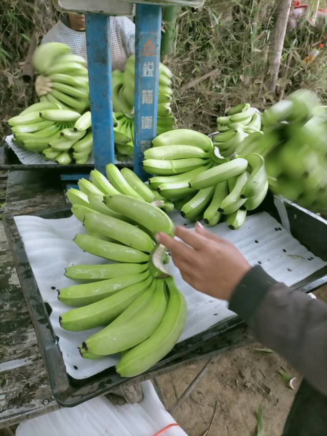 云南红河香蕉 要这个货的明早下单，明下午涨价，感谢老板