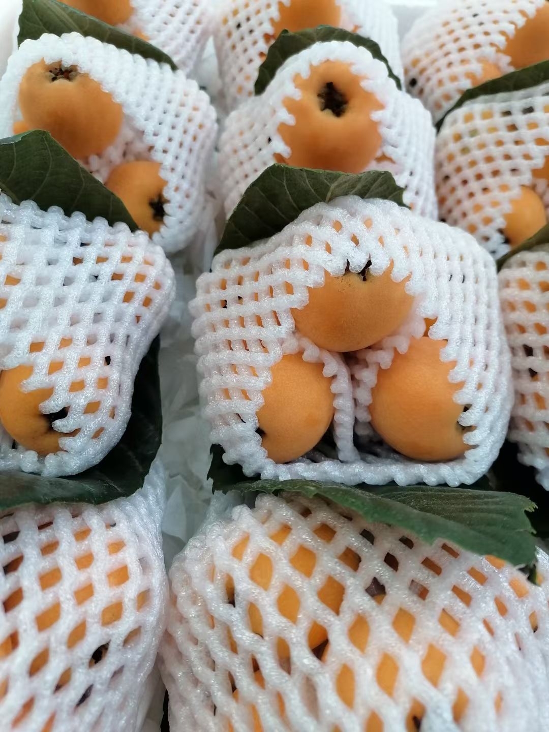 云霄枇杷 蒙自枇杷