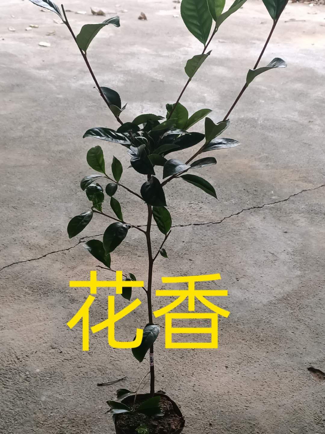 凤凰单丛茶苗 实生苗 0.5米以下