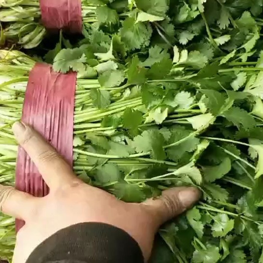 邯郸大叶香菜 20到30公分 大量 香菜 欢迎新朋友前来考察选购