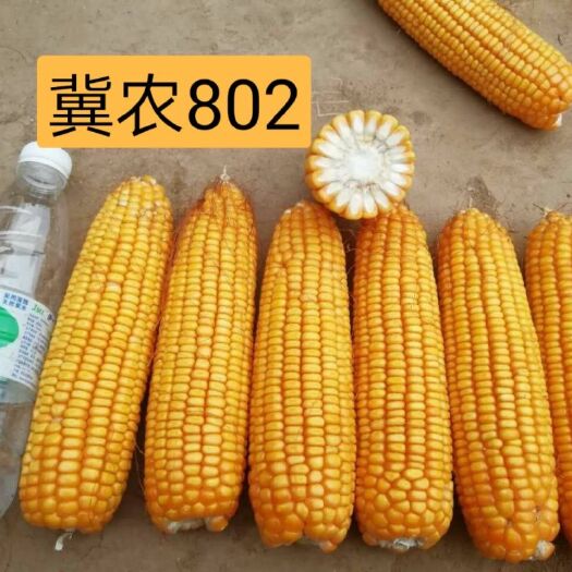 冀农1号玉米种子  冀农802 玉米种子
