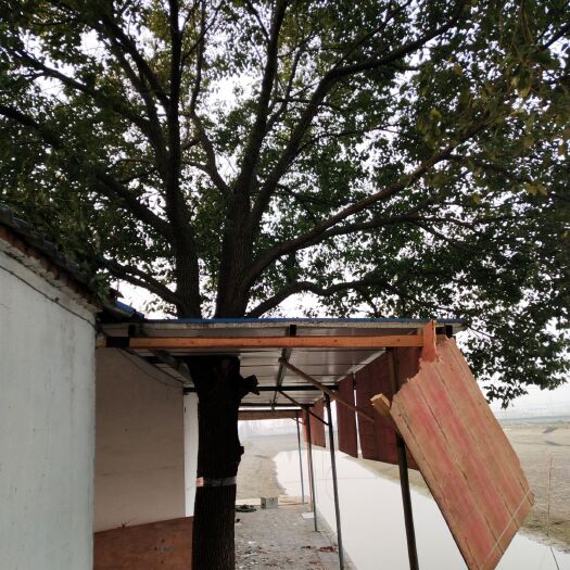 南京全冠香樟 香樟树二棵