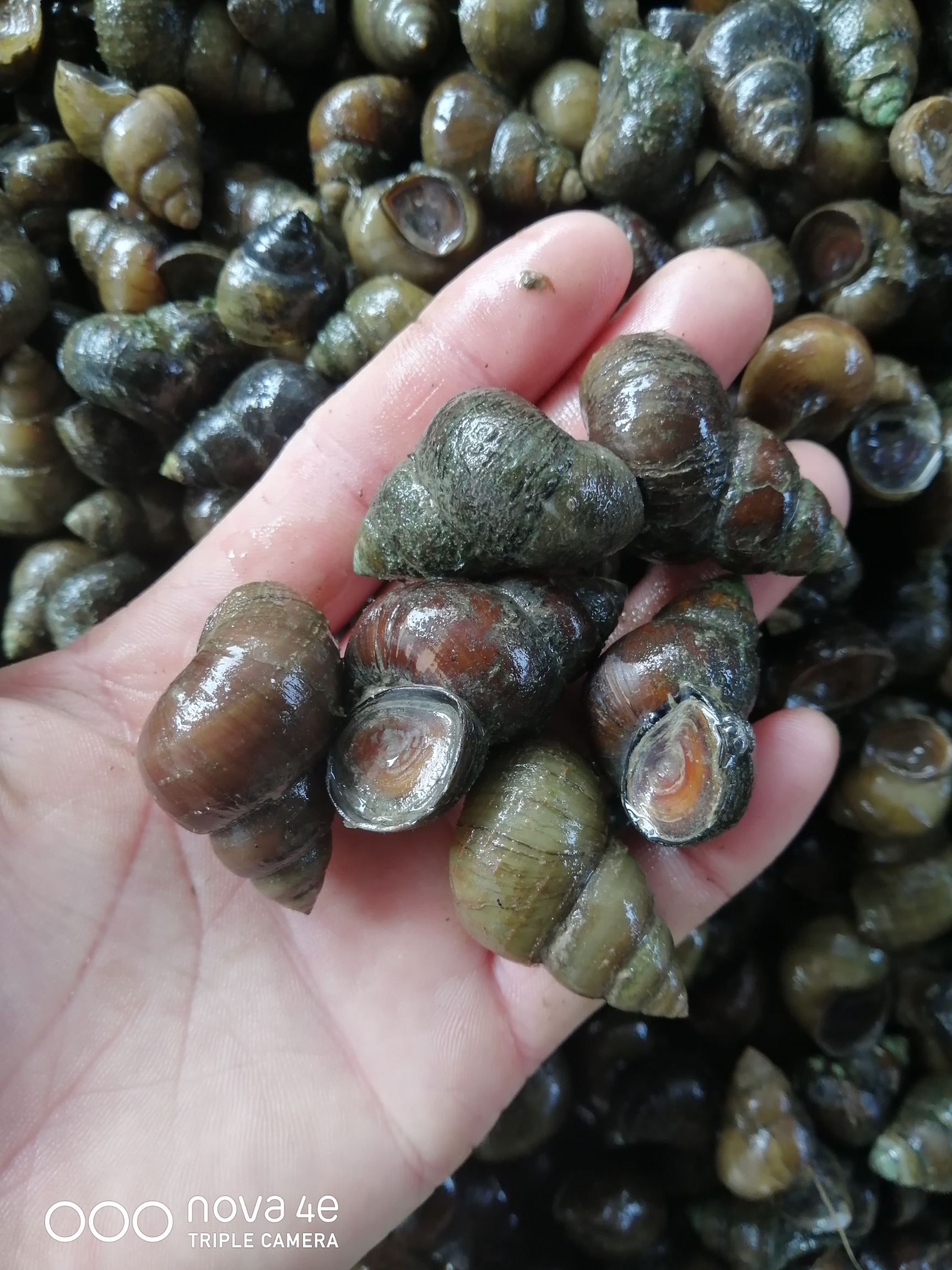 仙桃市石螺大量有货，各种规格汤螺，普石，炮头都有，欢迎来撩