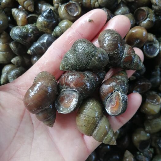 仙桃市石螺大量有货，各种规格汤螺，普石，炮头都有，欢迎来撩