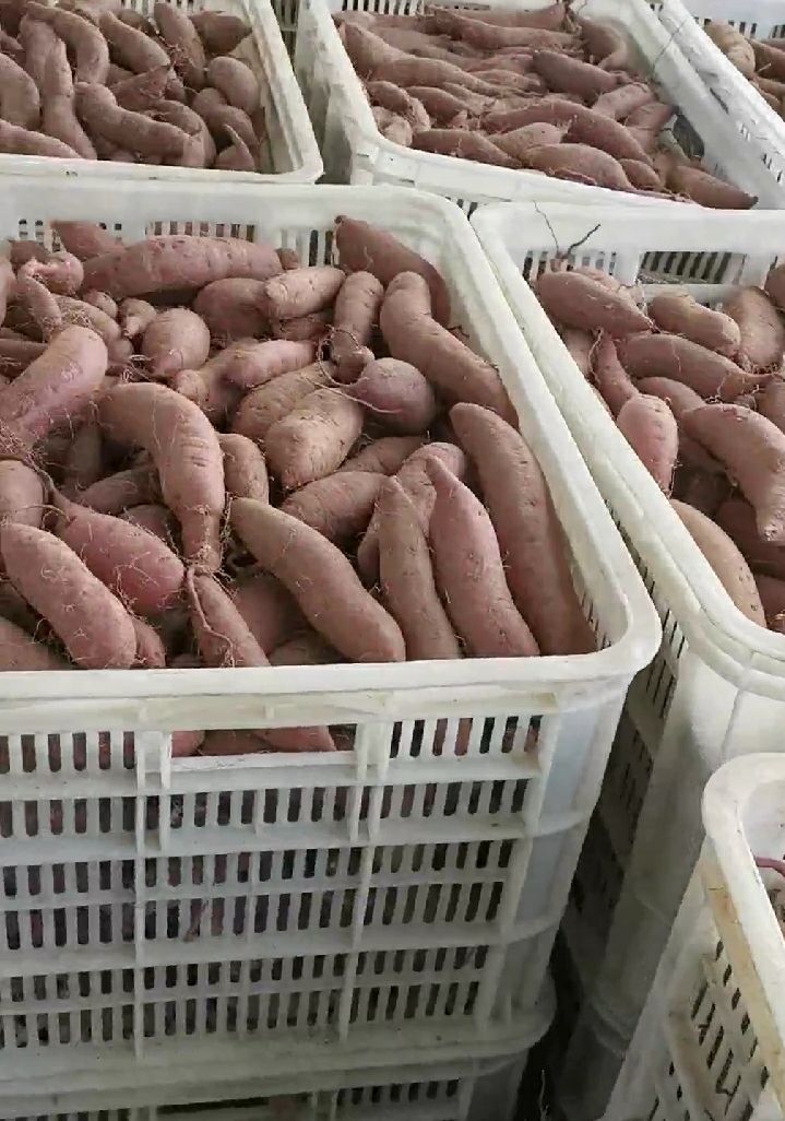 西瓜红  山东优质红薯种植基地，红薯批发市场