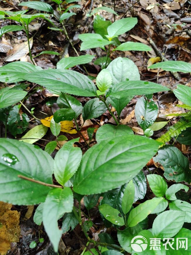 普洱 糯米香茶