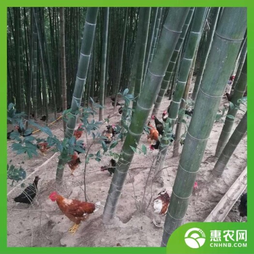 诸暨市 高山散养土鸡