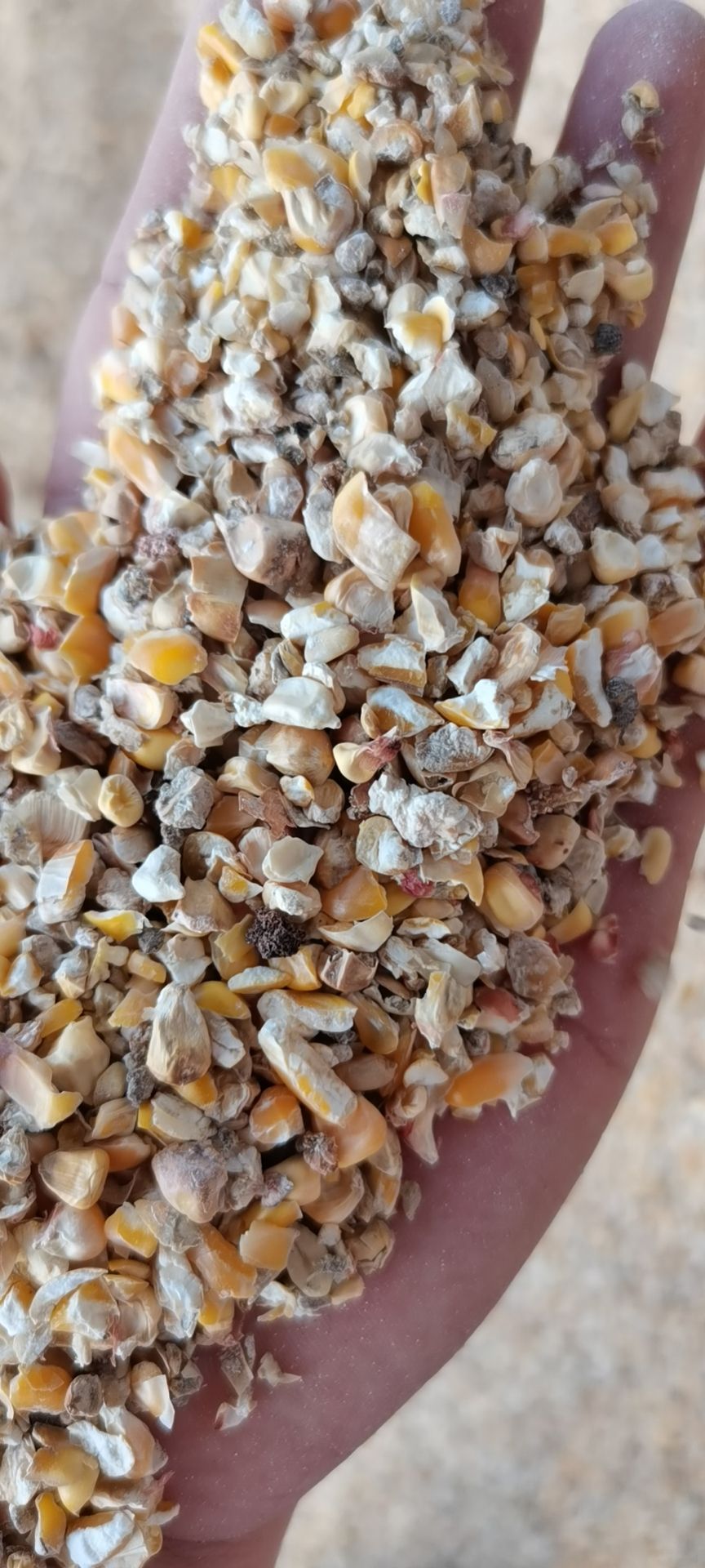 碎玉米 净货 水份＜14%