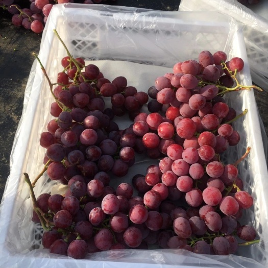 海阳市500亩红提基地自产自销！严格按照红提品质标准种植！！进