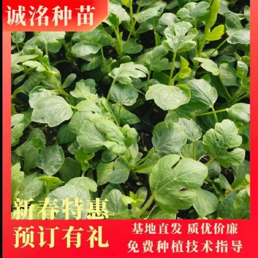 宿州京嘉301直播西瓜苗  微萌美都直播西瓜苗、一级苗壮苗墨绿色