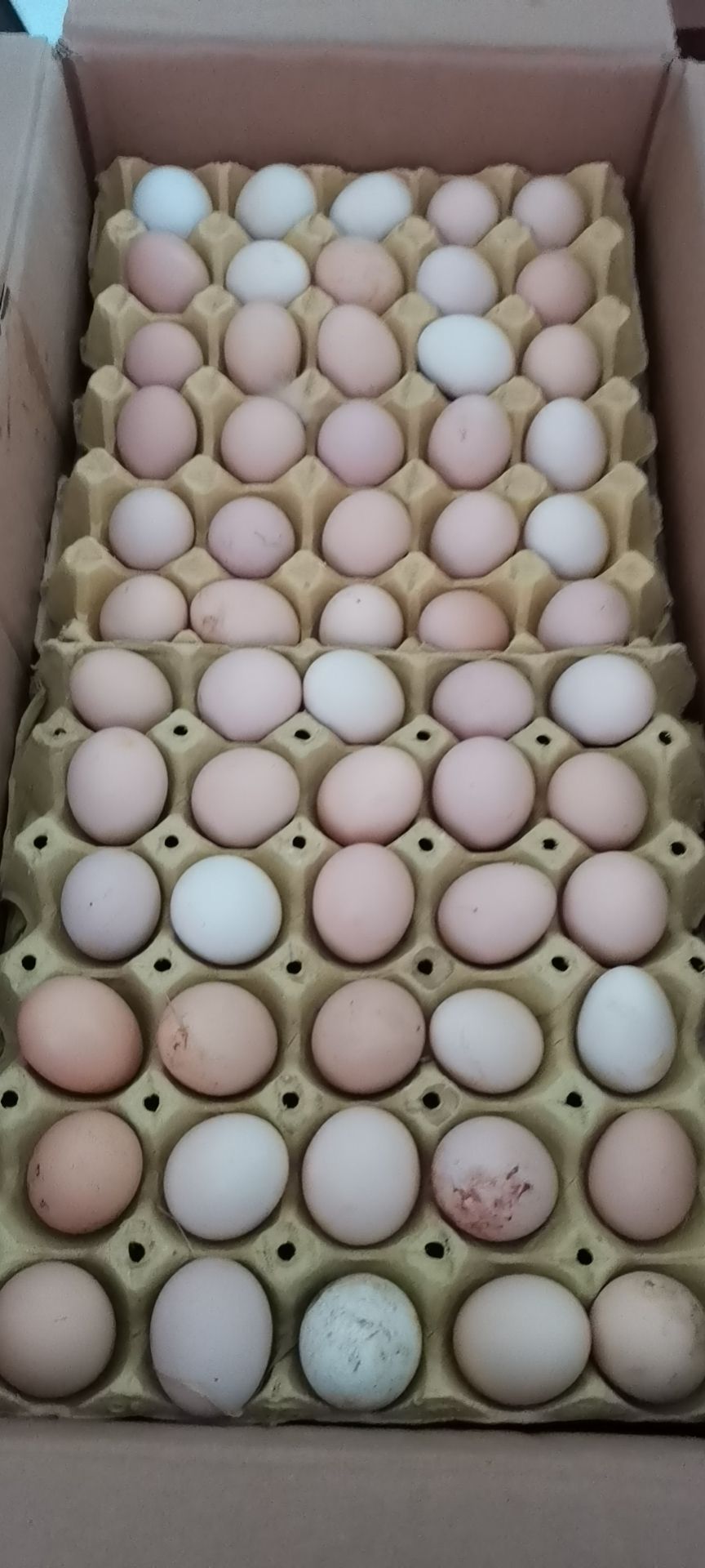 土鸡蛋 食用 箱装 