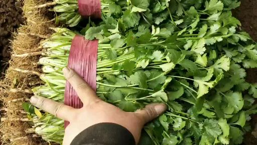 大叶香菜 20到30公分 大量 香菜 欢迎新朋友前来考察选购