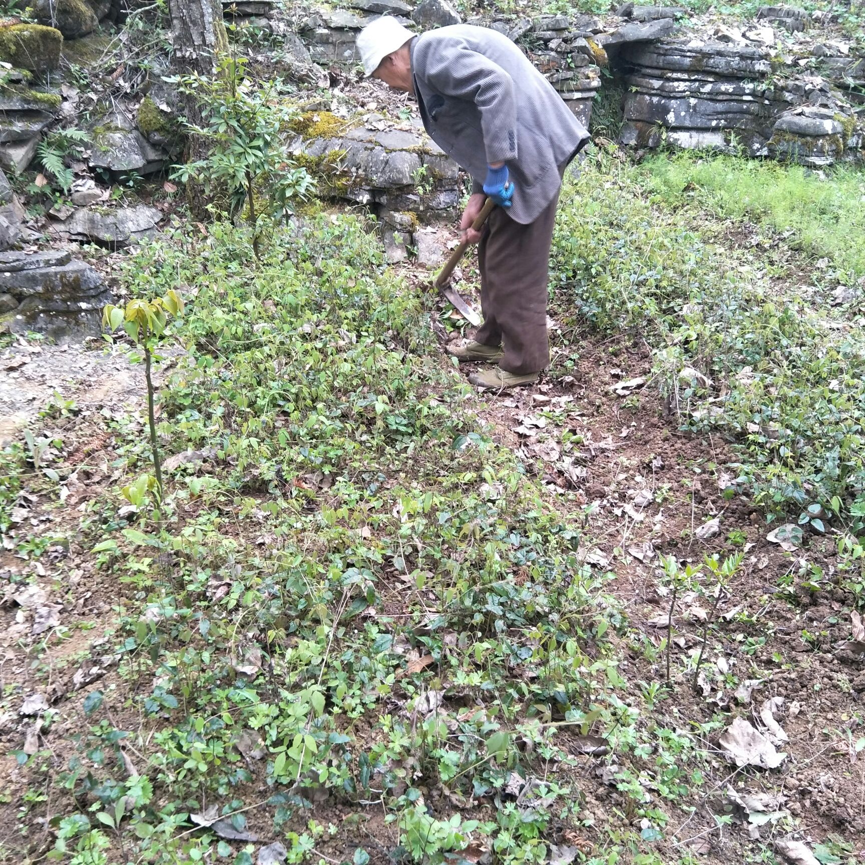 八月瓜苗  2-3年种子苗，八月瓜紫瓜苗 高度20-50公分