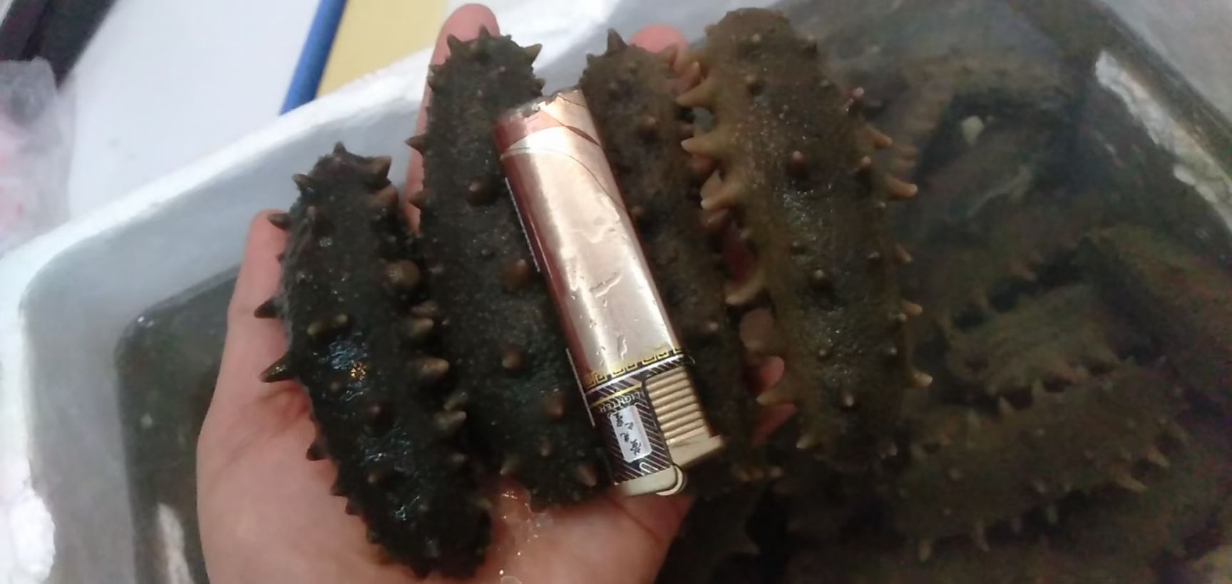 大连海参 朝鲜海参各种礼品盒包装一件代发