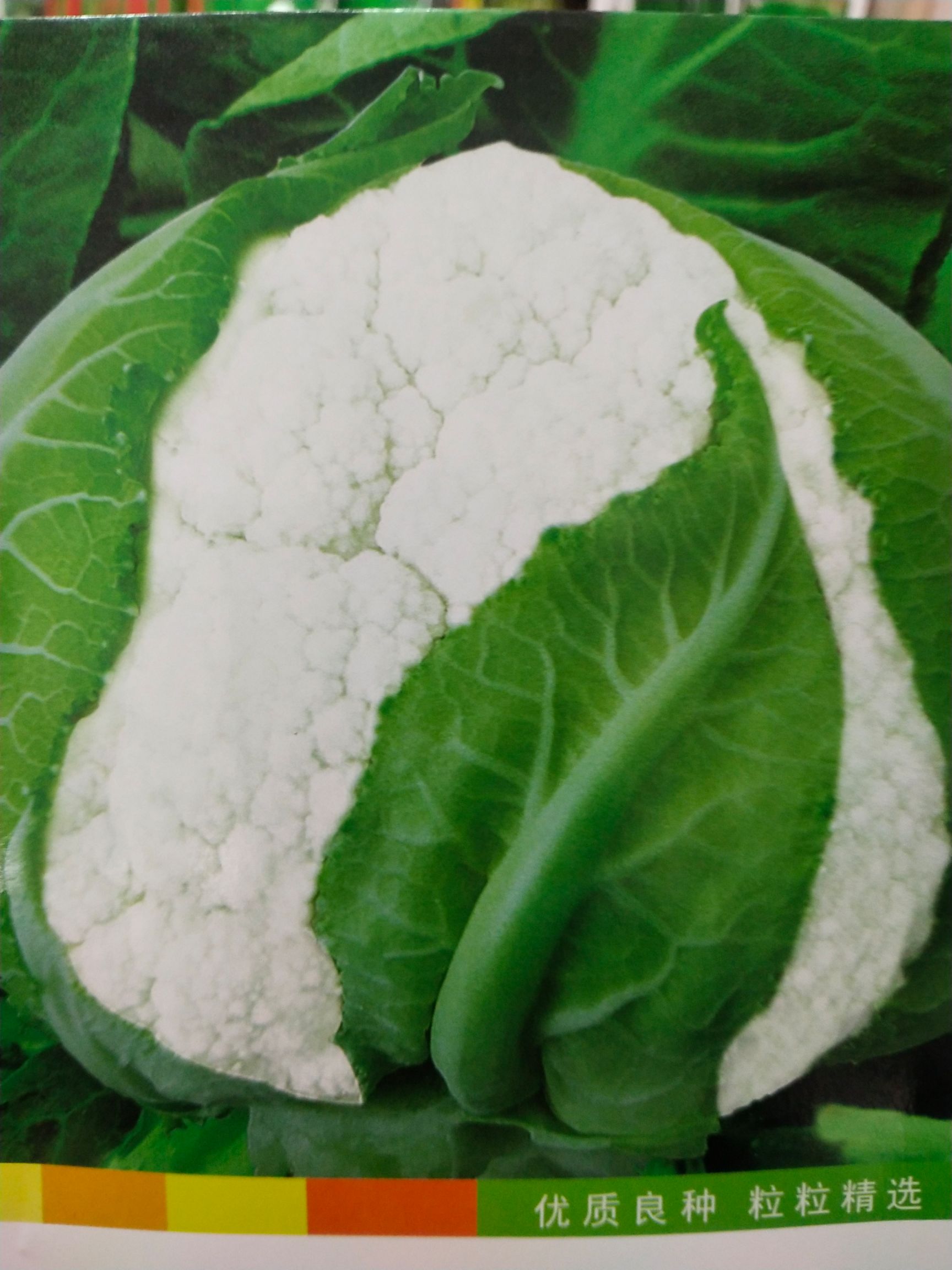 松花菜种子 白花菜种子 雅婷 花椰菜 杂交种