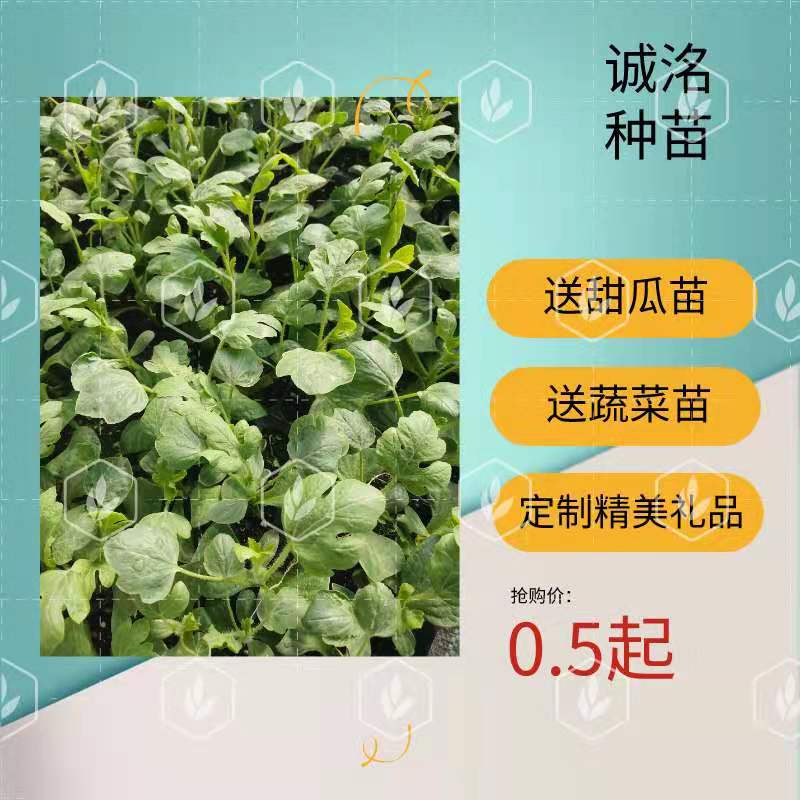嫁接早春红玉西瓜苗2K西瓜苗礼品西瓜苗小吊瓜早熟西瓜嫁接苗