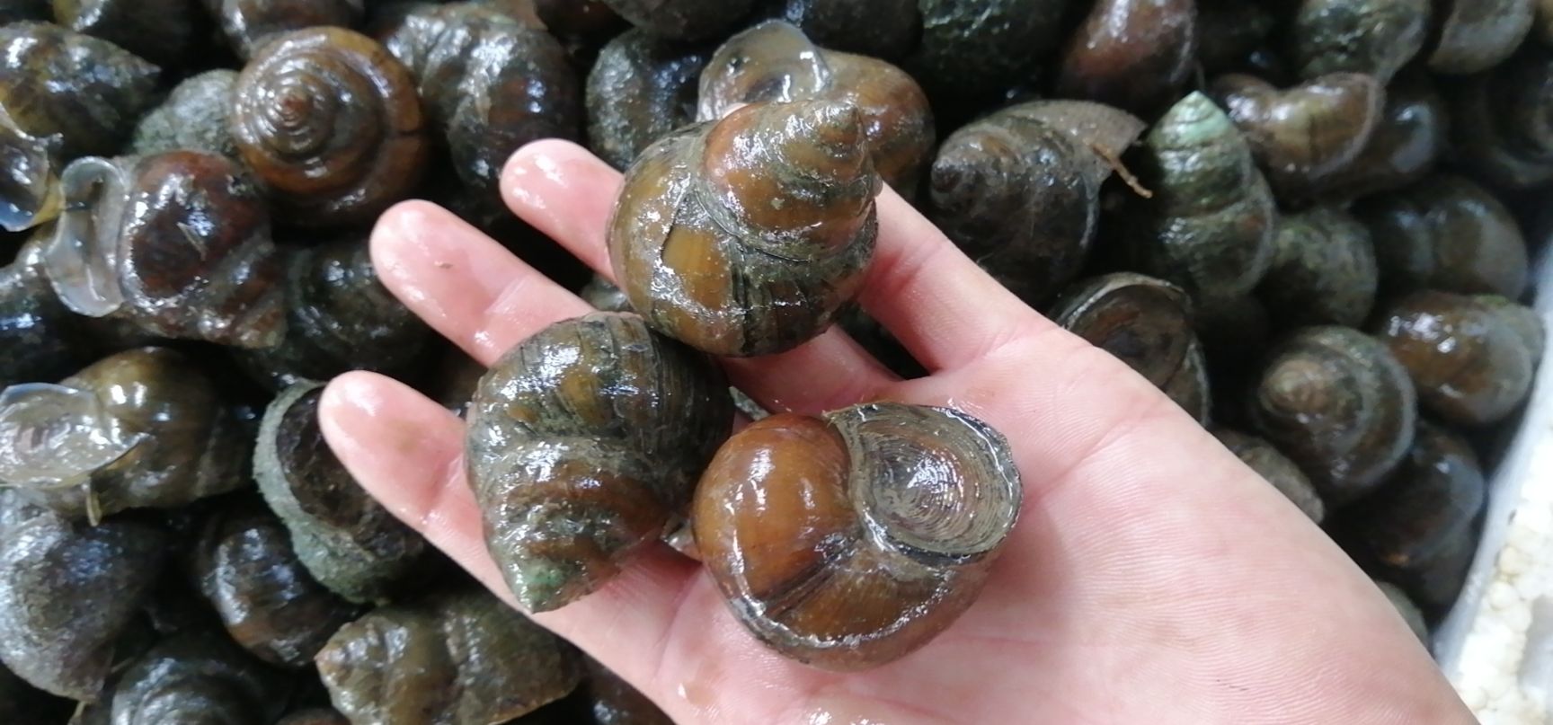 厚壳小田螺常年有货