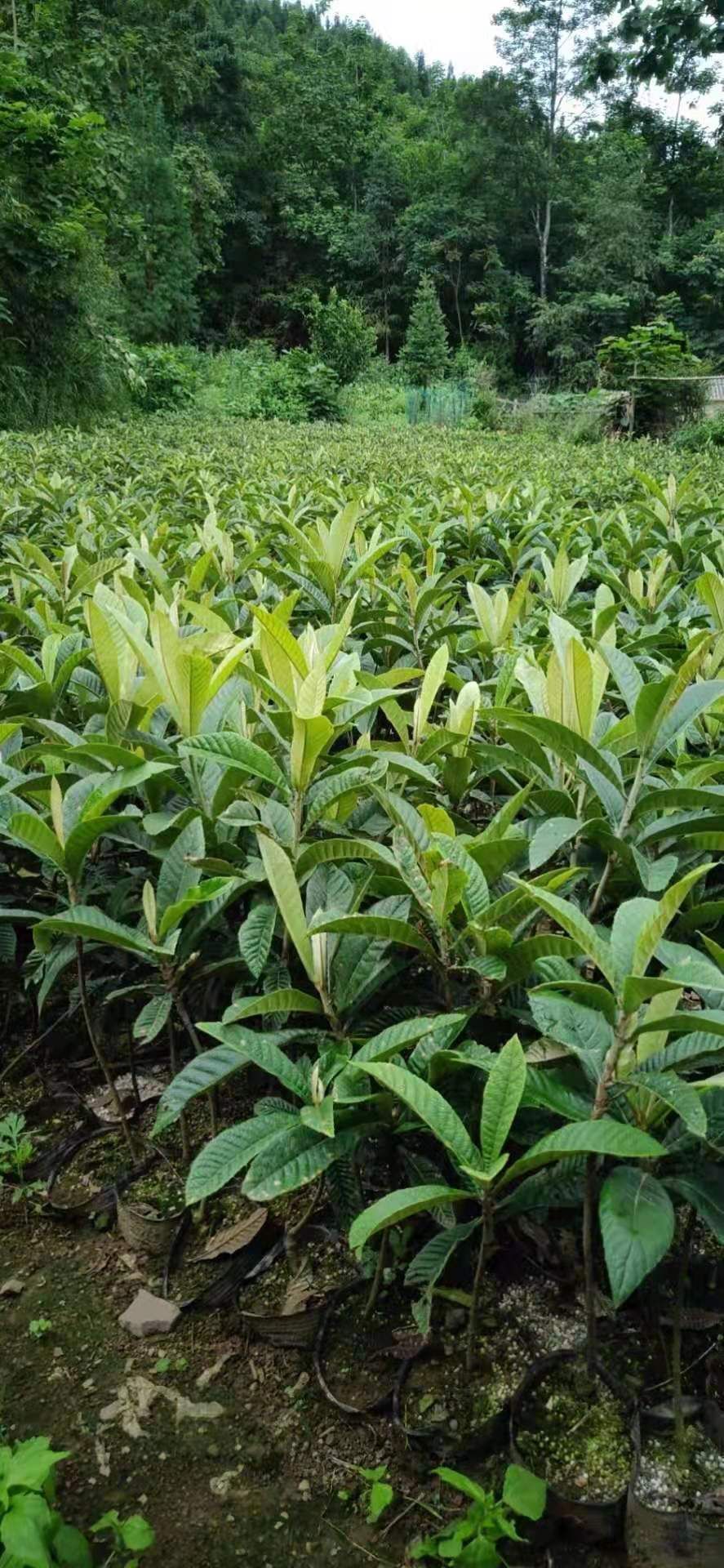 大五星枇杷苗 嫁接苗