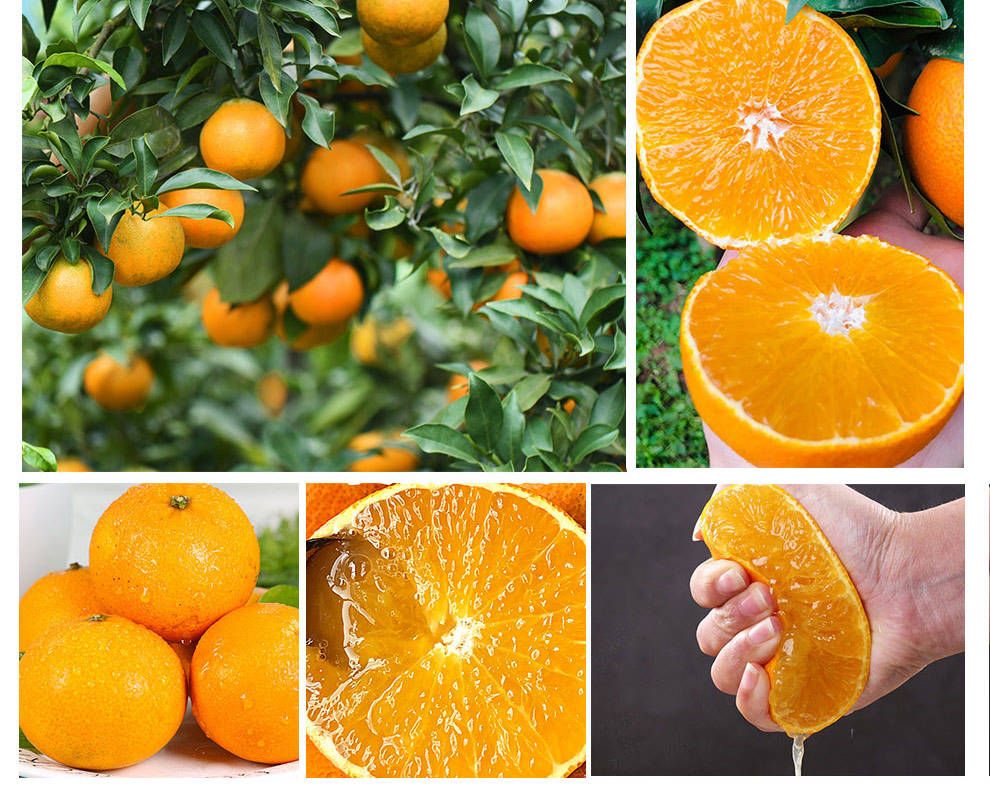 钟祥泉水柑产地直发