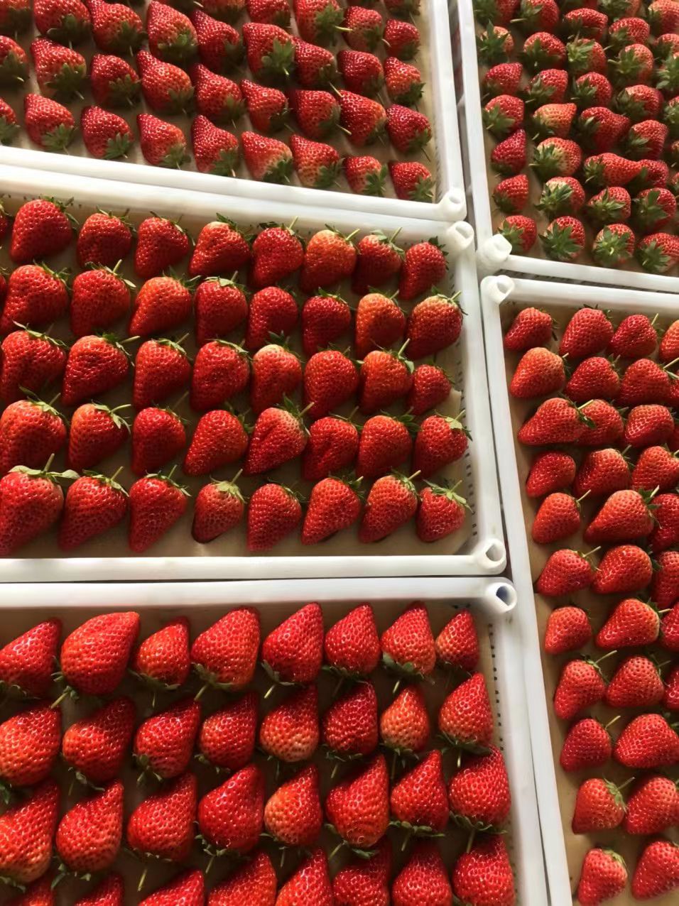 奶油草莓 一级果 
