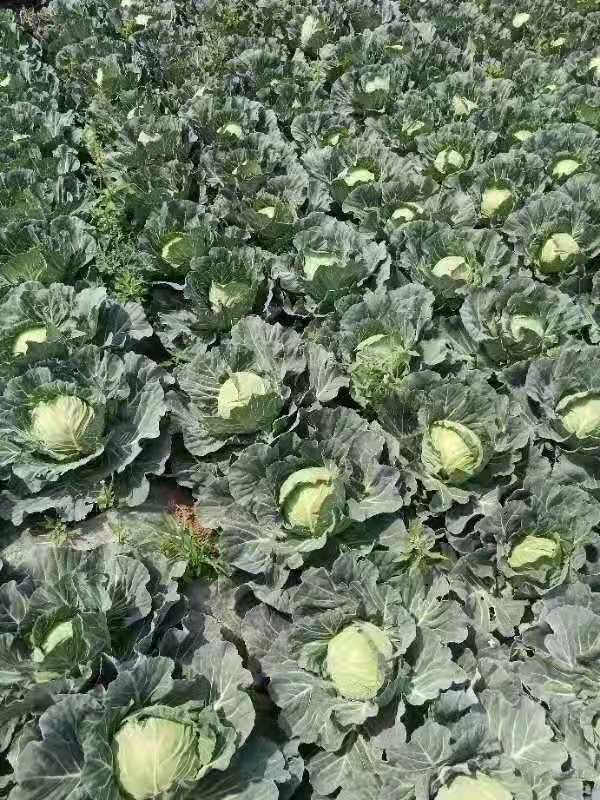 冬绿甘蓝 1.5~2.0斤 