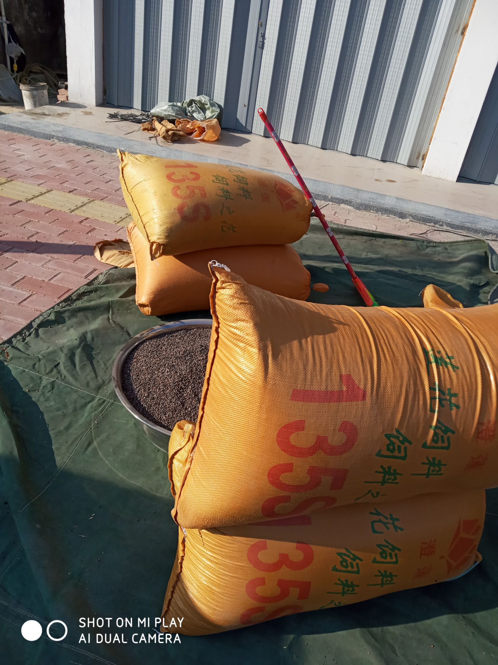 湿地松种子  湿地松籽，数量500斤，果实饱满亮，发芽率高，当年新种