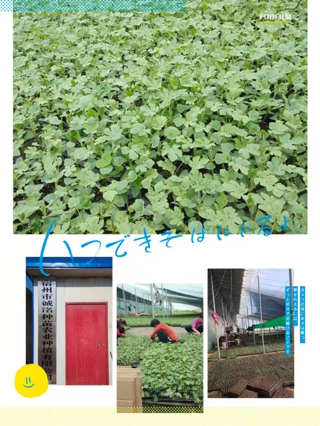 美都西瓜苗  南砧木嫁接，一级苗，墨绿色，高抗病。