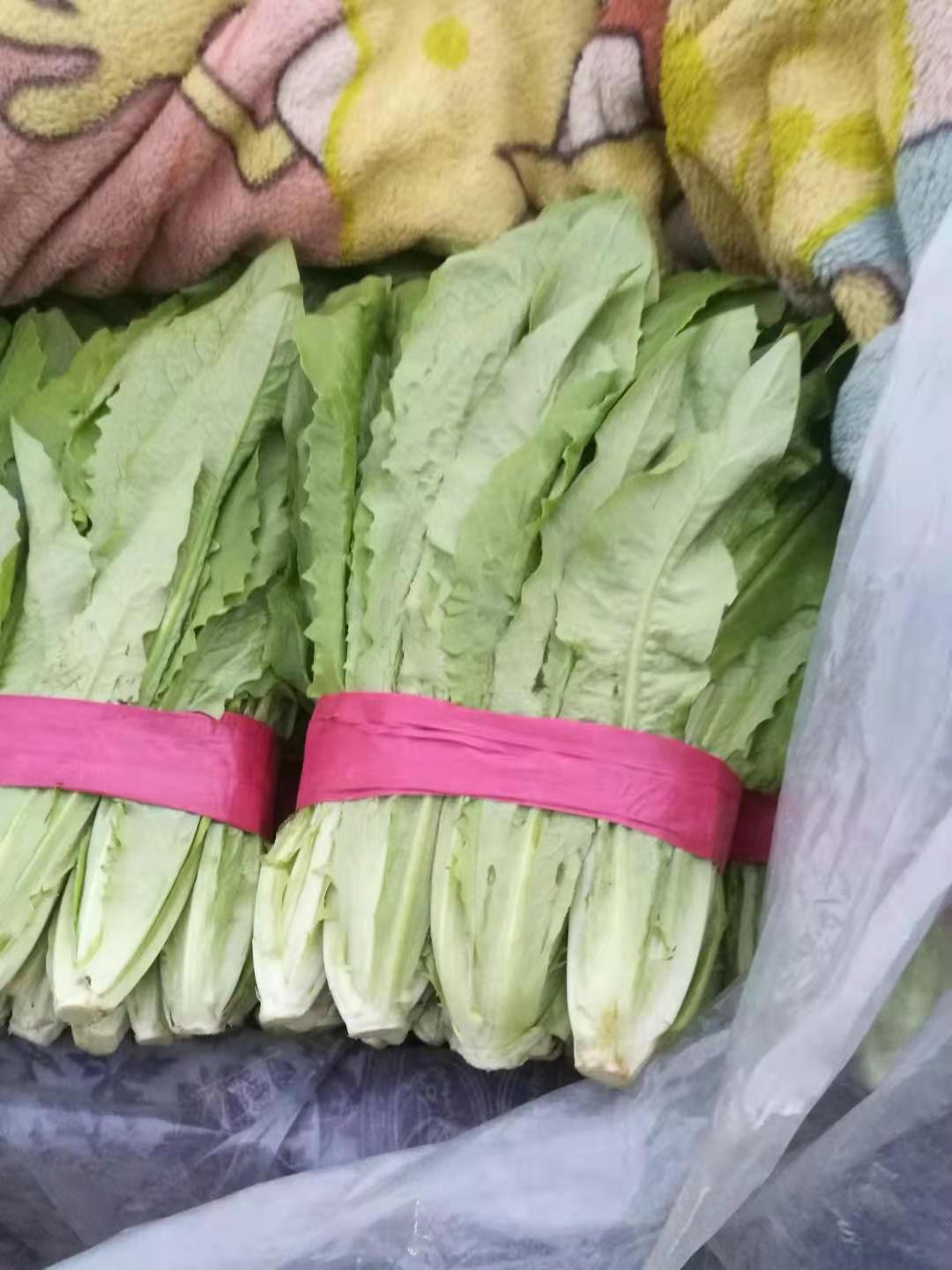 美冠油麦菜 大量现货 货源非常充足 想要的各位老板 可以考察一下