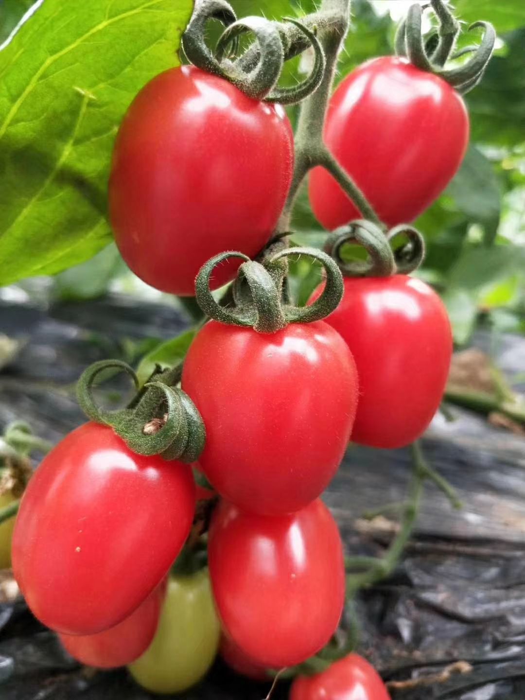 千禧圣女果  山东聊城 现摘现发  各种品种齐全