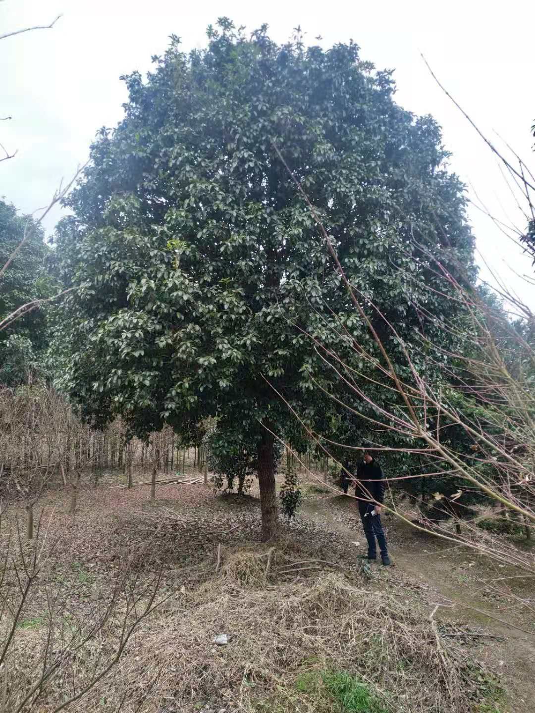  桂花树，四季桂