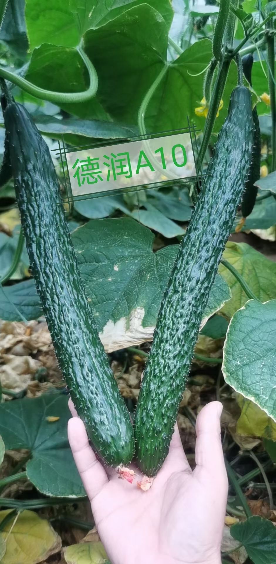 黄瓜种苗  上海乾德大黄瓜苗子德润A10