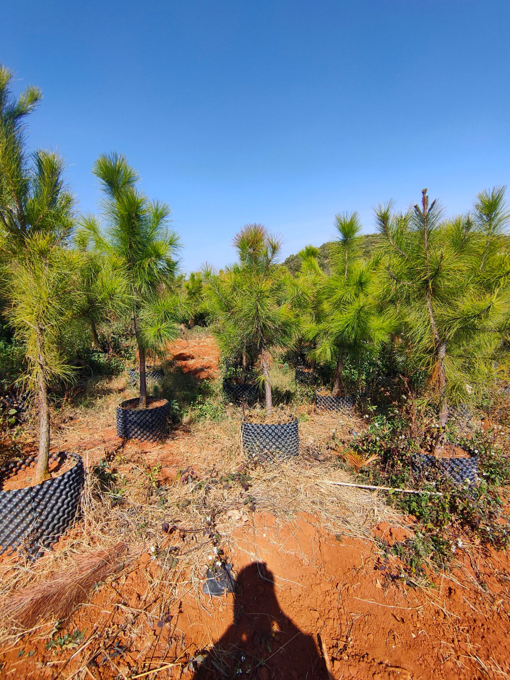 落叶松 云南松树苗