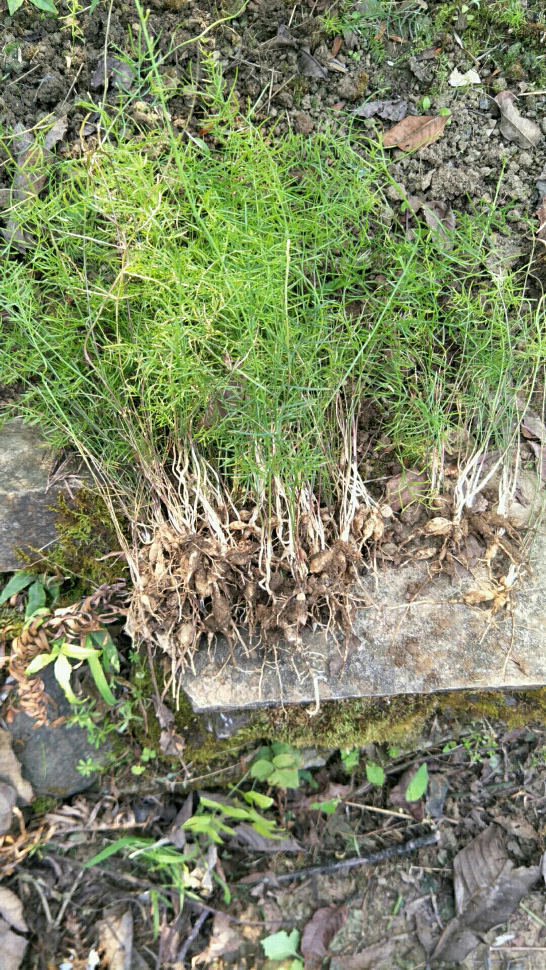 天冬  大天门冬苗 成活率很高 100苗起发货 试种