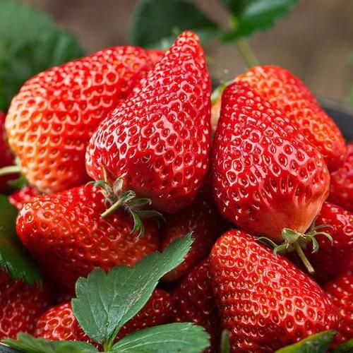 宁玉草莓 一级果 