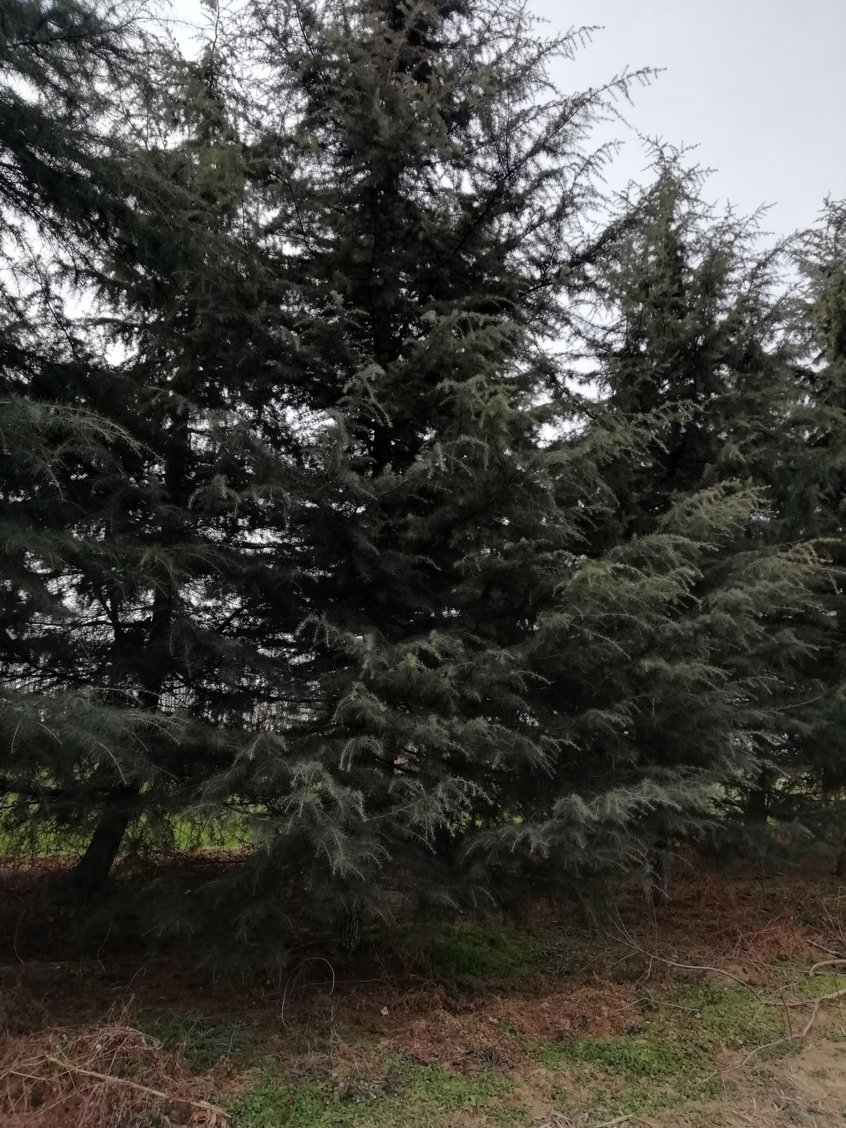 普通雪松 本基地常年出售1.5一一10米雪松