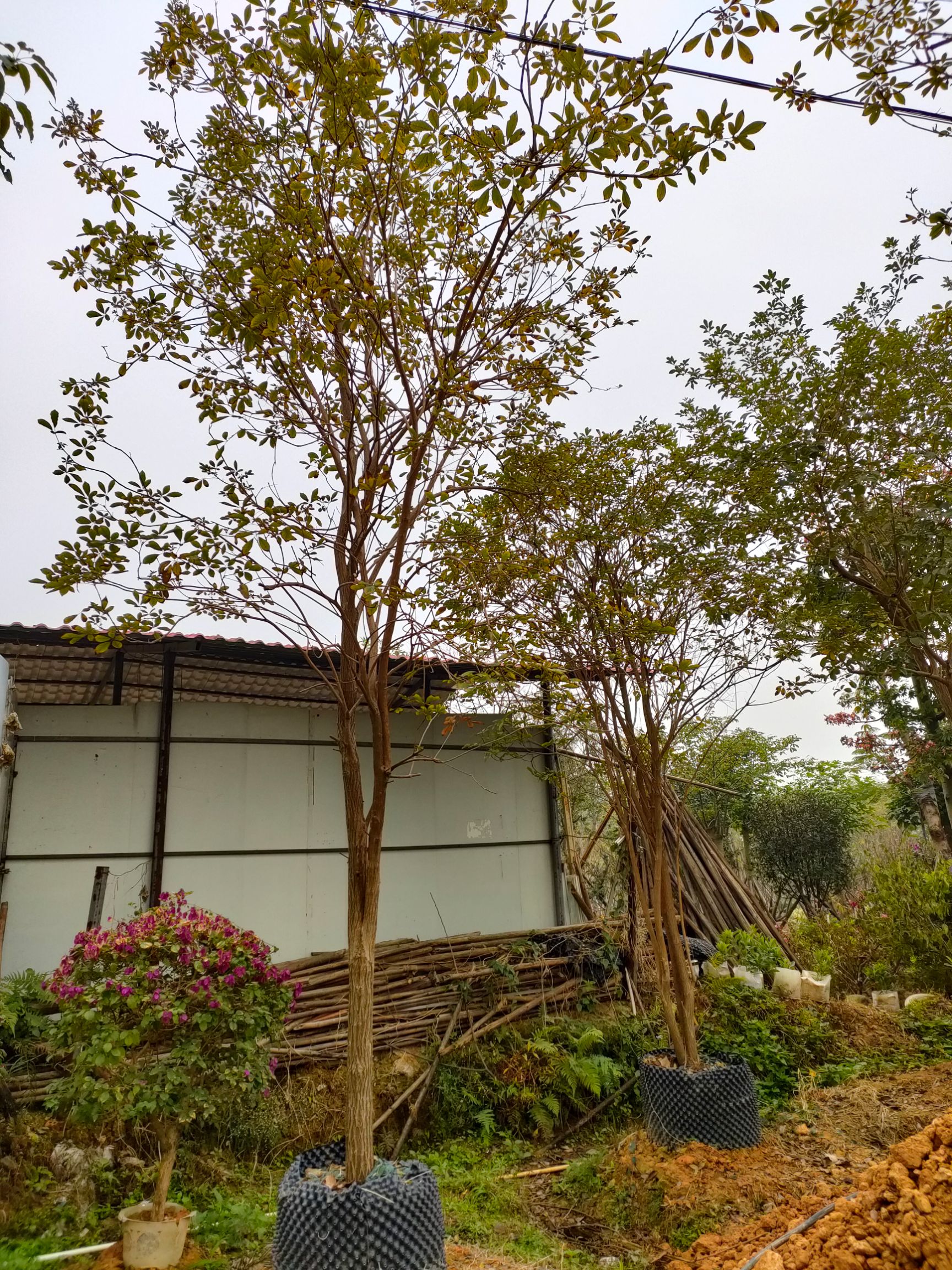  丛生全冠黄花风铃木