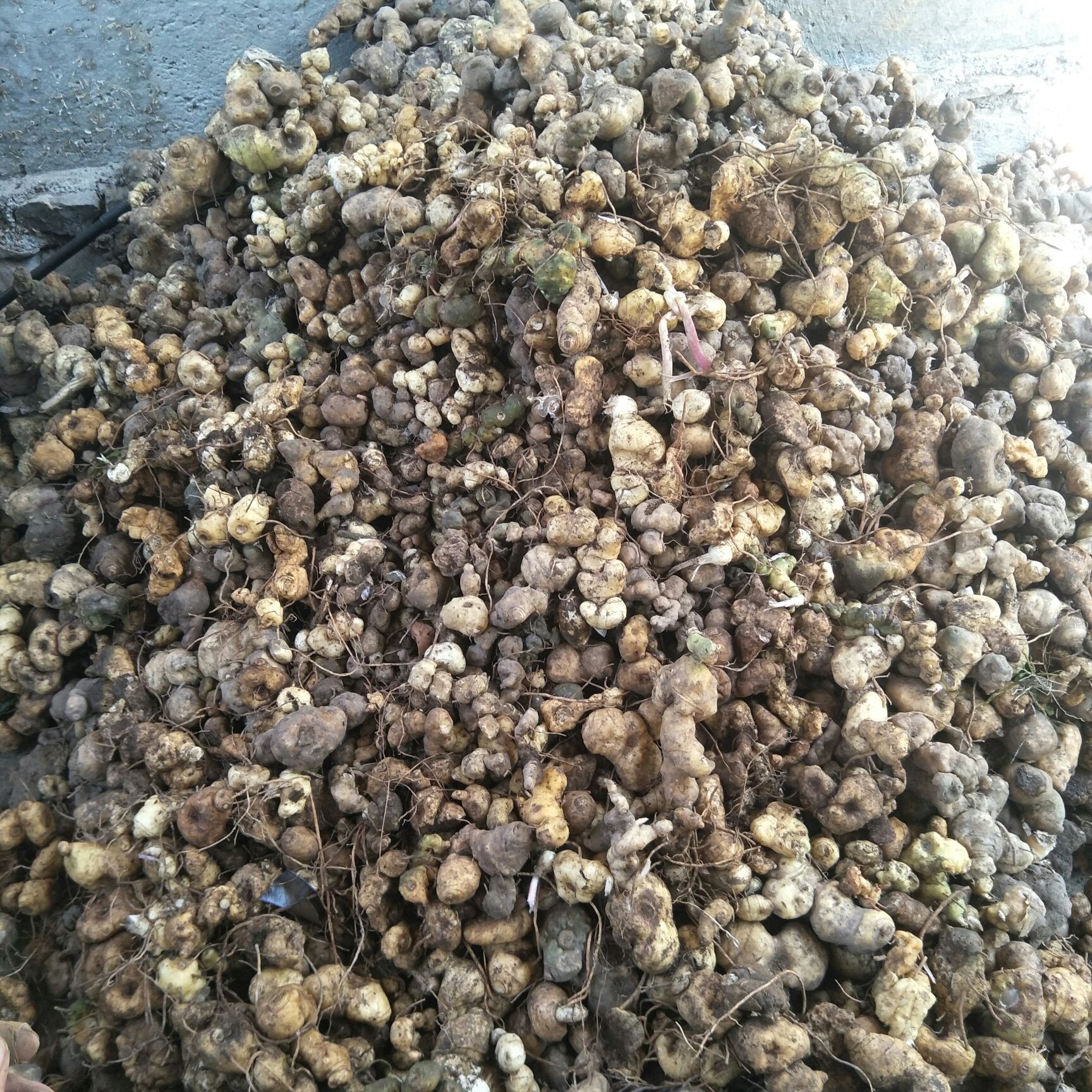 黄精种苗  滇黄精苗 红花鸡头黄精苗 200颗起发货