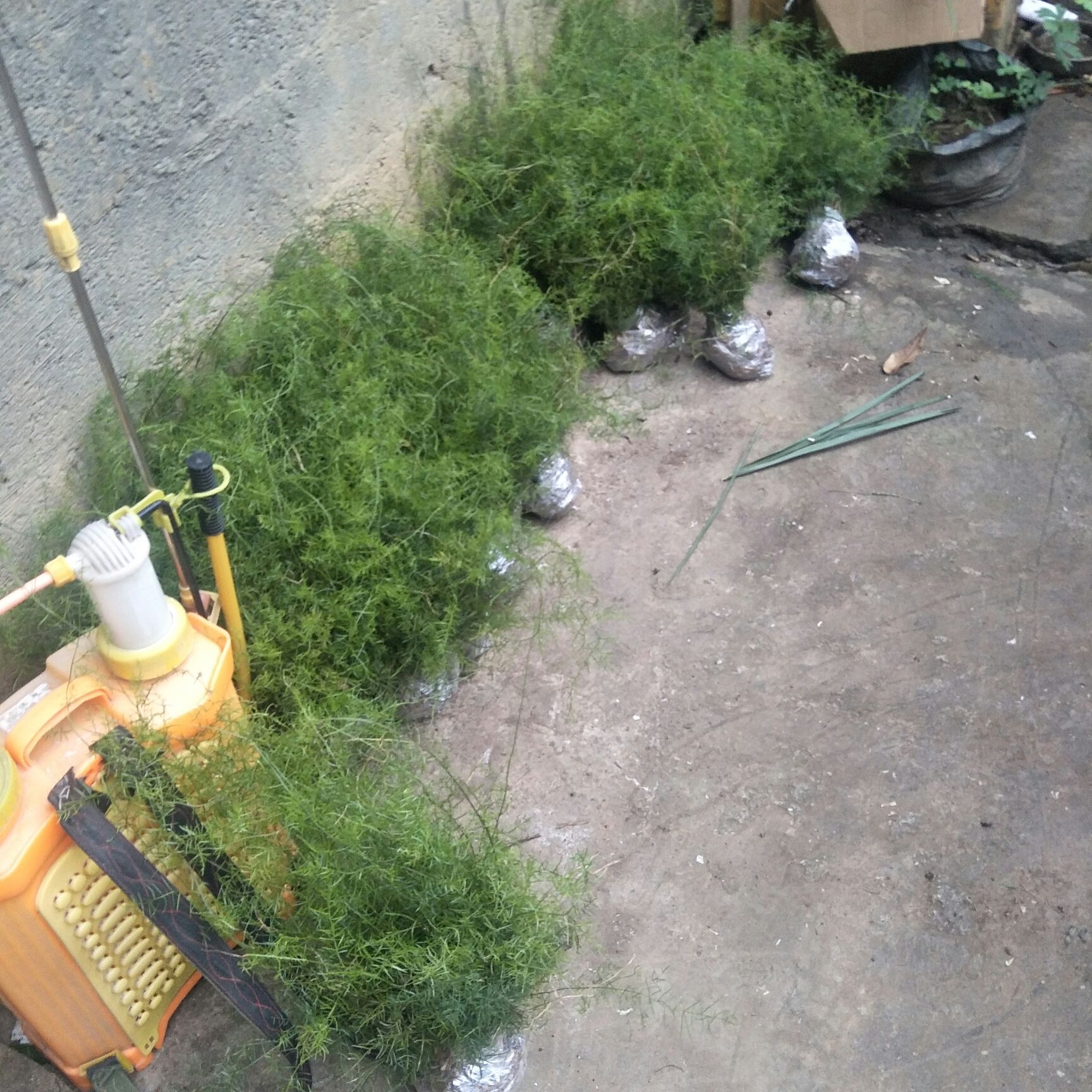 天冬  大天门冬苗 成活率很高 100苗起发货 试种