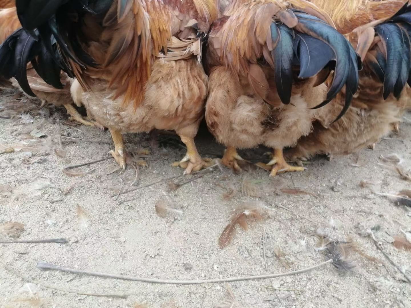 阉鸡 一年多老水鸡