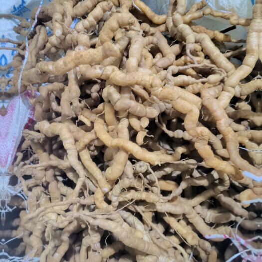 深圳巴戟天鲜货