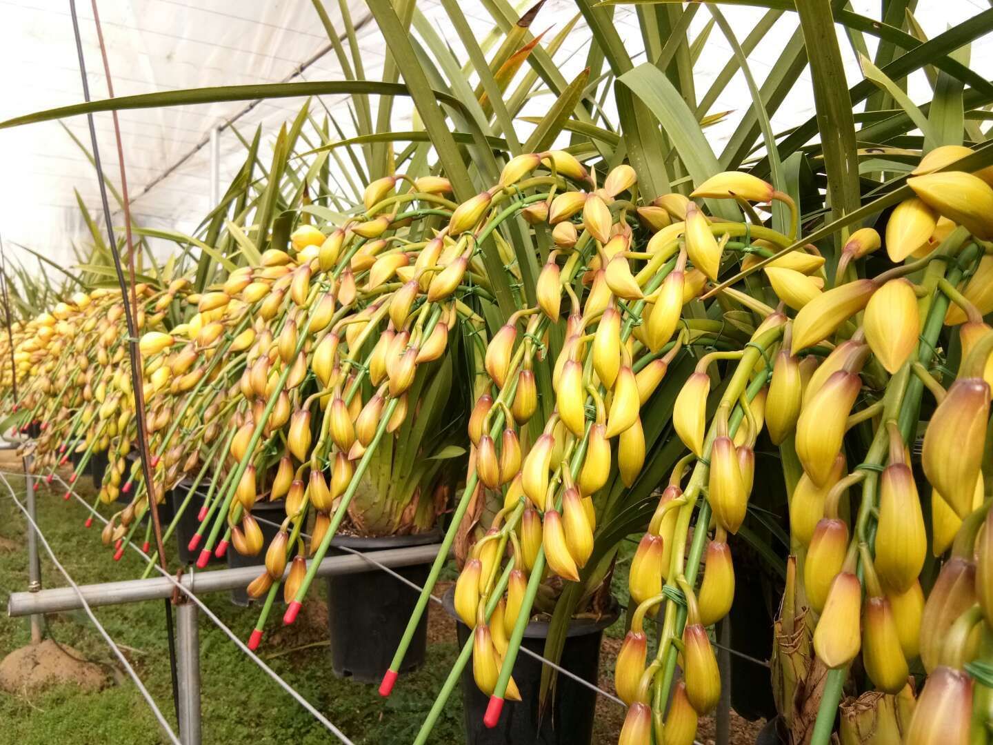 大花惠兰  云南大花卉兰种植基地批发。随时发货