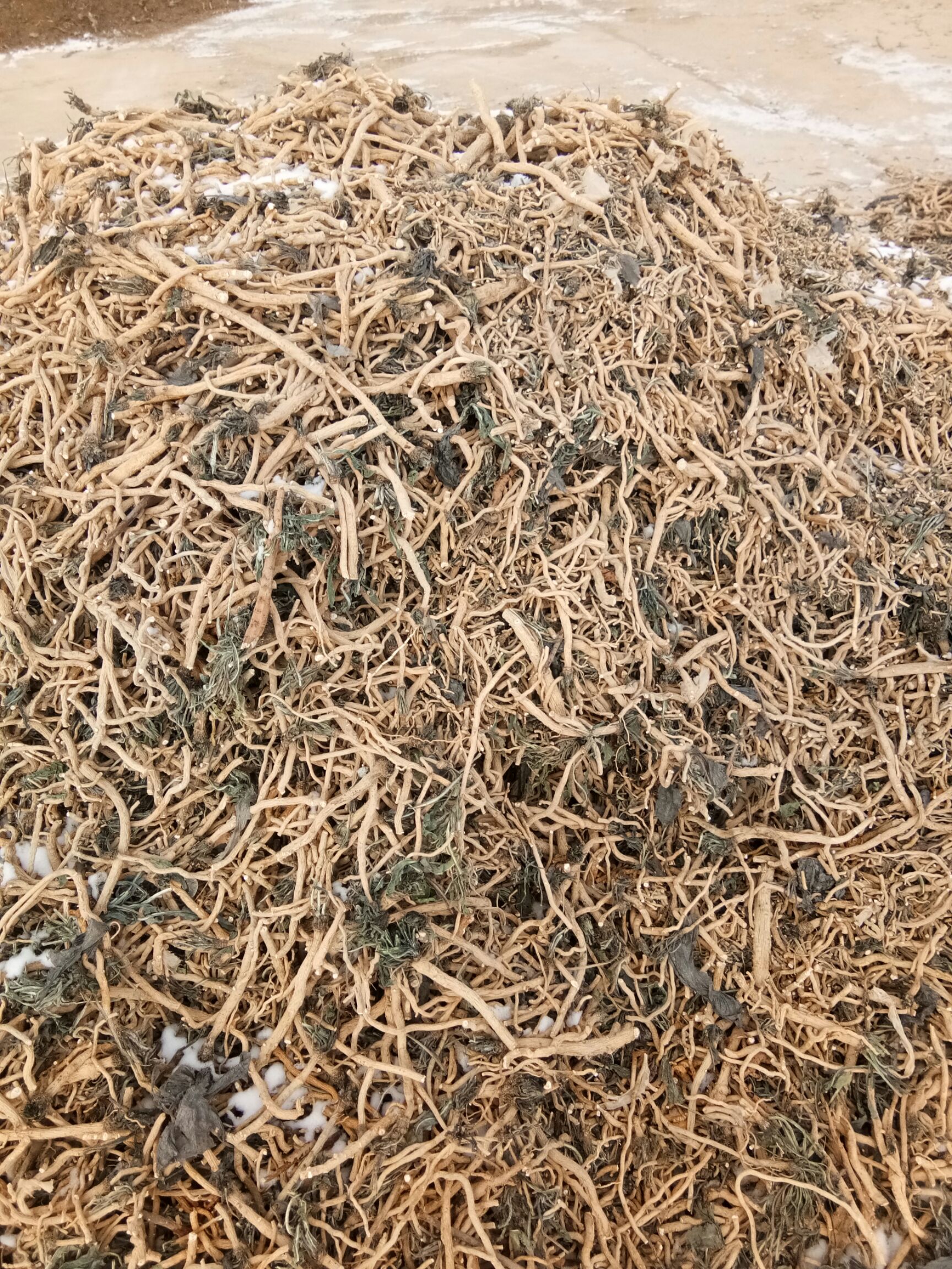  出售板蓝根，今年种的