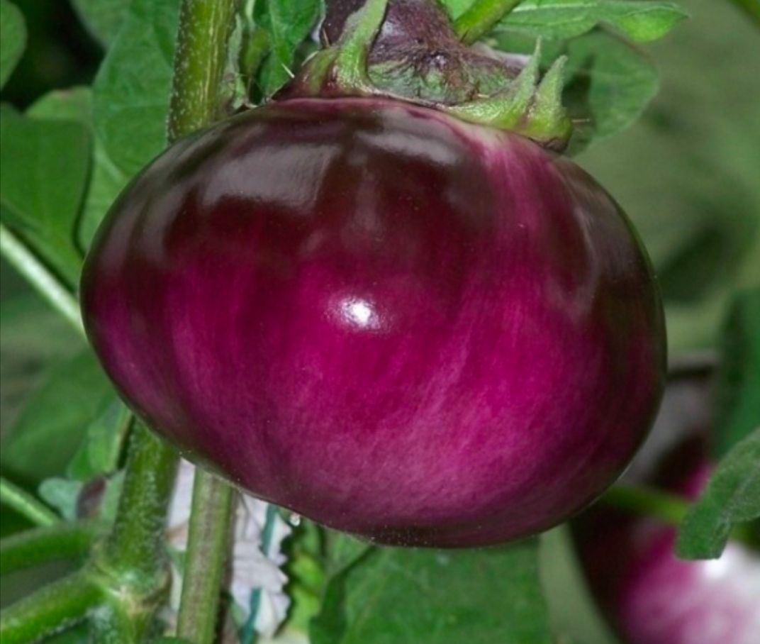 茄子种子 日黑茄，大，黑皮白肉 产量高详细介绍请看包装说明、