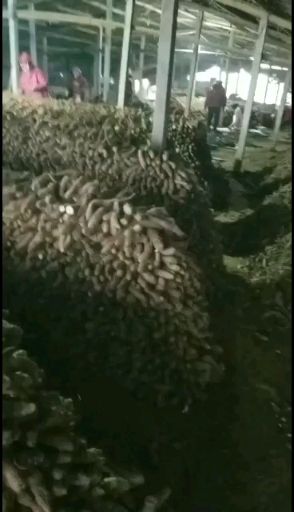 白玉山药苗 