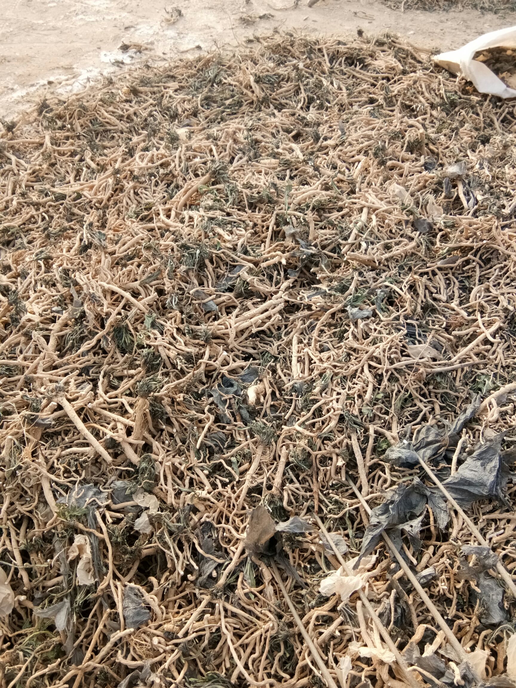  出售板蓝根，今年种的